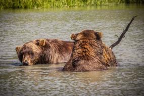 incredible America Alaska Bear