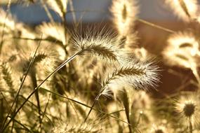 Close-up of the beautiful, shiny, fluffy grass on the meadow, in colorful sunset