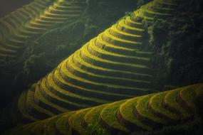 panoramic view of rice paddies in vietnam