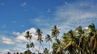 photo of coconut trees on the shore of Sri Lank