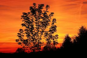 Beautiful landscape with the silhouettes of the trees, at beautiful and colorful sunset, among the clouds