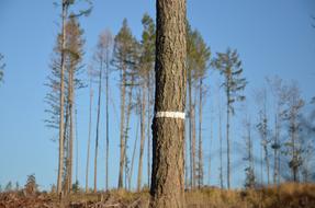 mark on a dry tree in a forest in Moravia, Czech Republic