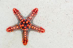 Red Starfish Sea