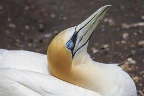portrait of Gannet Bird