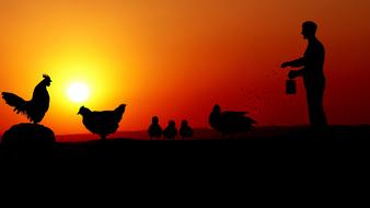 sunset animals farm