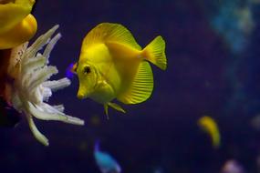 Sea Ocean yellow fish