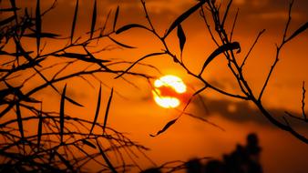 Branch at Sunset Nature