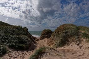 landscape of sand dunes on the coast of the North Sea in Denmark