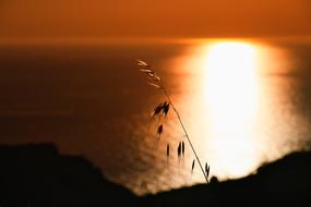 spike of oat grass in front of sea at sunset, greece