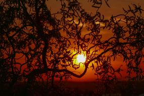 silhouette of Corkscrew Willow Tree at Sunset sky