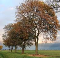 line of autumn trees on the field
