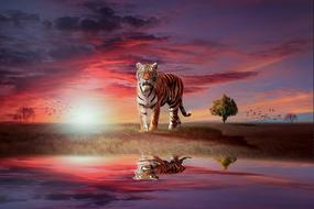 tiger is reflected in water in a mystical landscape