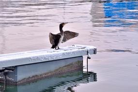 water bird on the shore of the pond in winter