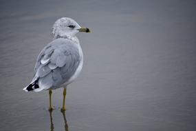 Seashore Water bird