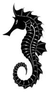 seahorse animal wildlife drawing