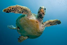 turtle in Maldives