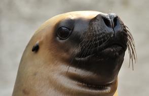 macro photo of the wet head of a sea lion