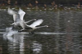 wild birds fly on water in blurred background