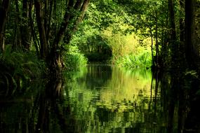 water channel among green thickets