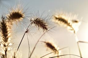 Close-up of the beautiful and colorful grasses in light, at background with the colorful sky with clouds