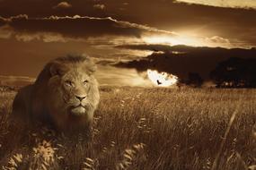 monochrome photo of Lion Animal in Africa