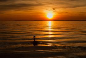 wild swan swims in the evening lake against the backdrop of a golden sunset