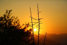 silhouettes of branches at orange sunset