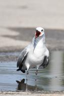 Aztec Gull on coast, usa, florida