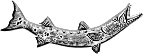 Black and white drawing of a barracuda fish, at white background, on clipart