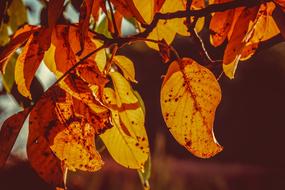 spotted autumn leaves on a tree under the sun close-up on blurred background