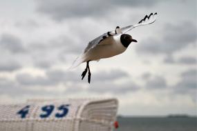 incredible Seagull Flight