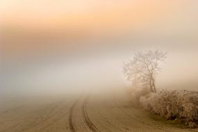magnificent Fog Dawn Landscape