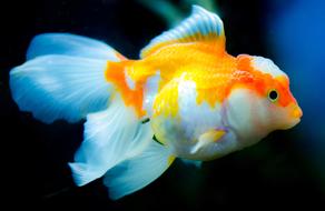 incredible Aquarium Fish