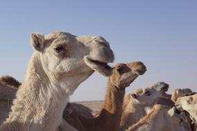 a herd of white camels in the desert