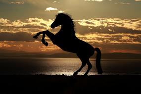amazing Horse