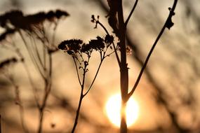 dry plant against the background of the evening autumn sky