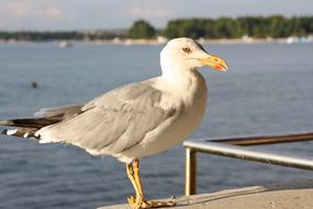 seagull standing on one foot