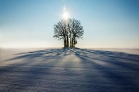 Winter Landscape of Tree in countryside