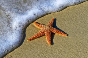 wet sand starfish and sea foam