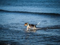 Dog in the water on the coast