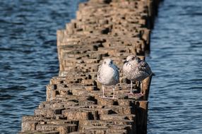 seagulls on a wooden breakwater near the water