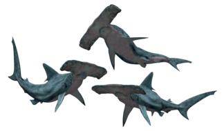 sharks hammerhead fish