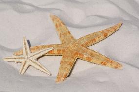 two starfishes on the white sand