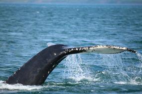 tail of a big whale in the water close up
