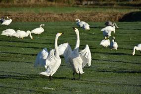 A flock of white swans on a green field