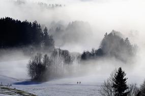 Fog Nature