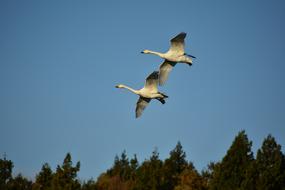 Animal Sky amazing