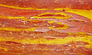 strawberry tree-bark