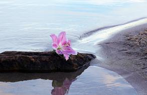 purple lily lies on the lake