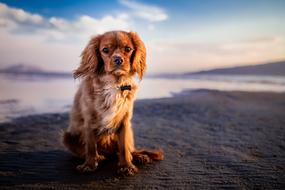 Cute and beautiful, brown and white dog sitting on the beach, at colorful sunset